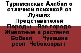 Туркменские Алабаи с отличной психикой от Лучших Представителей Породы - Все города Животные и растения » Собаки   . Чувашия респ.,Чебоксары г.